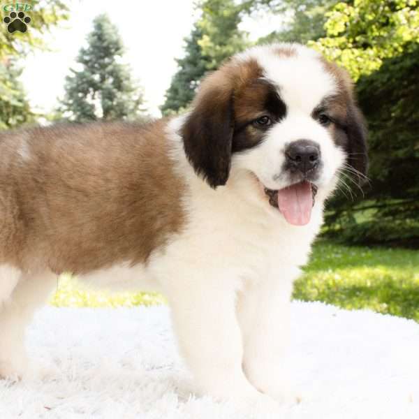 Houston, Saint Bernard Puppy
